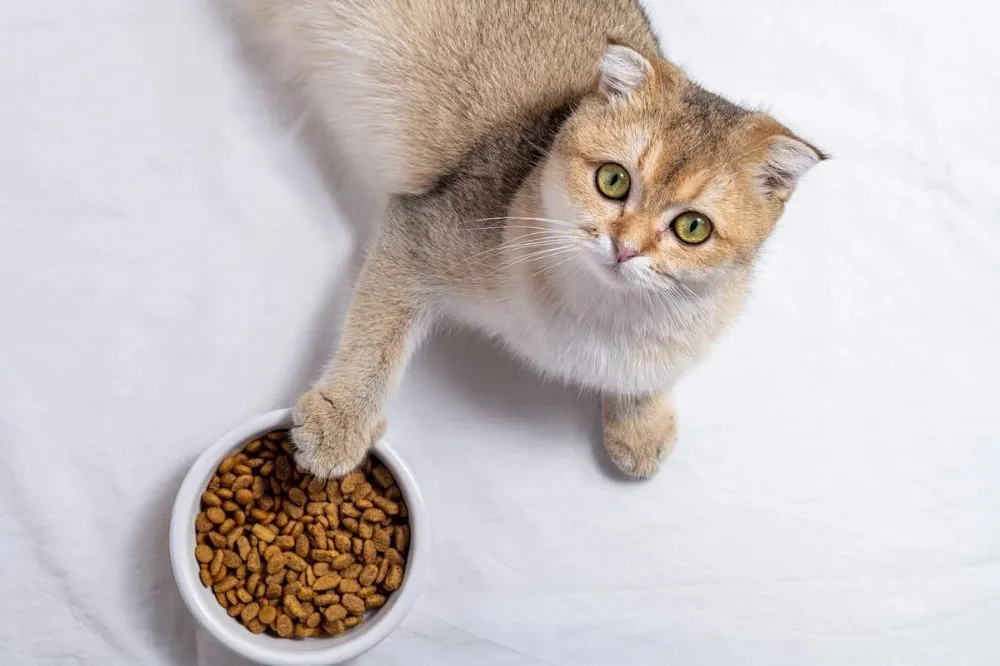 Best Cat Food