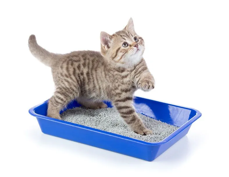 Best Cat Litter