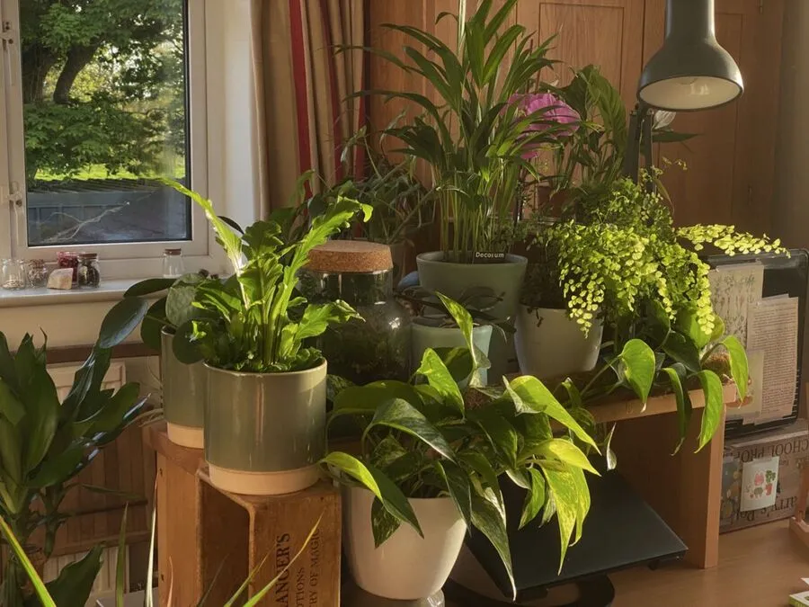 Best Indoor Plants