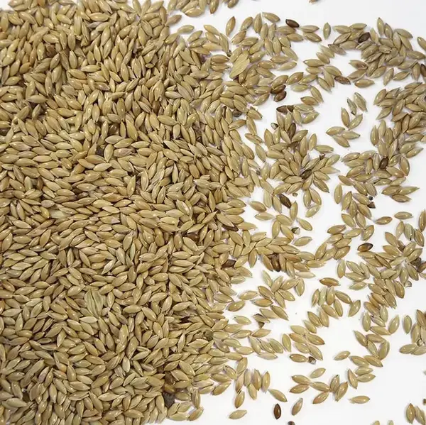 Bird Food