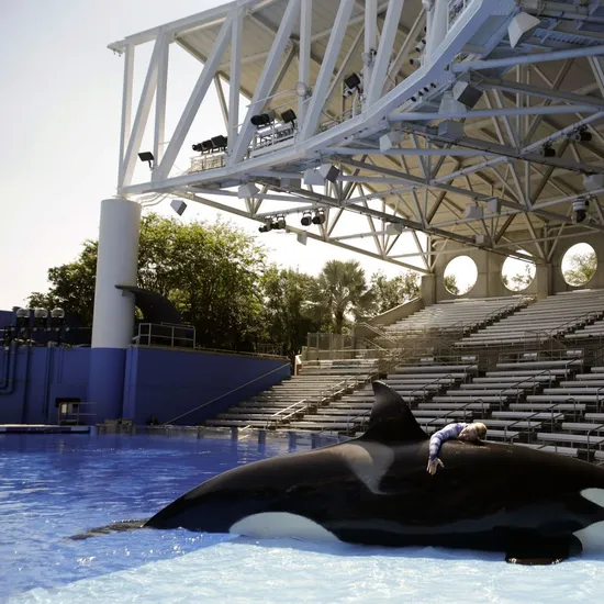 Blackfish