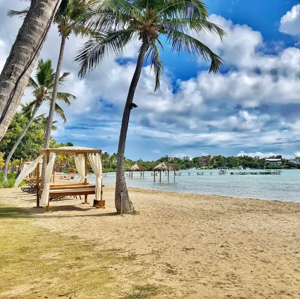 Palm trees and beach at Copamarina Beach Resort