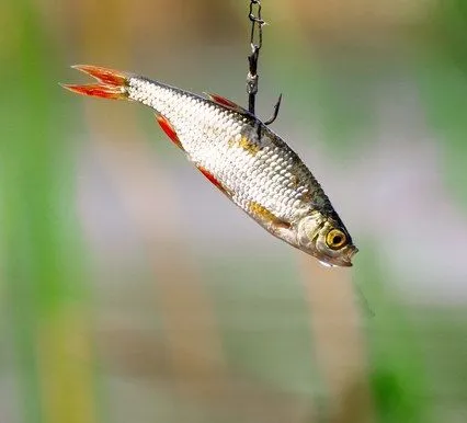 Cut Bait (Shad, Bluegill, or Carp)