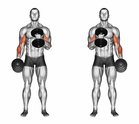 Hammer Curl