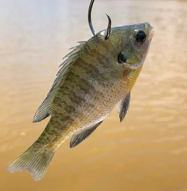 Live Bluegill