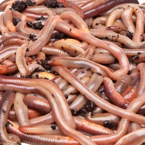 Nightcrawlers