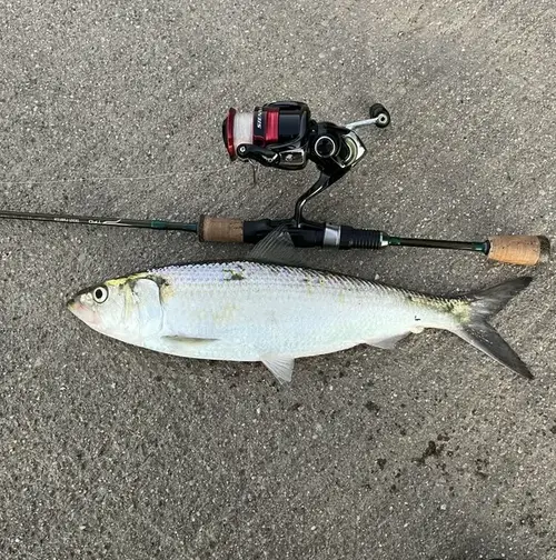 Skipjack Herring